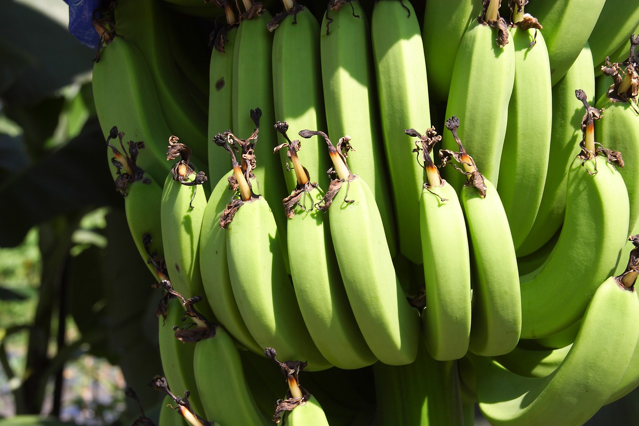 Бананы тропические фрукты
