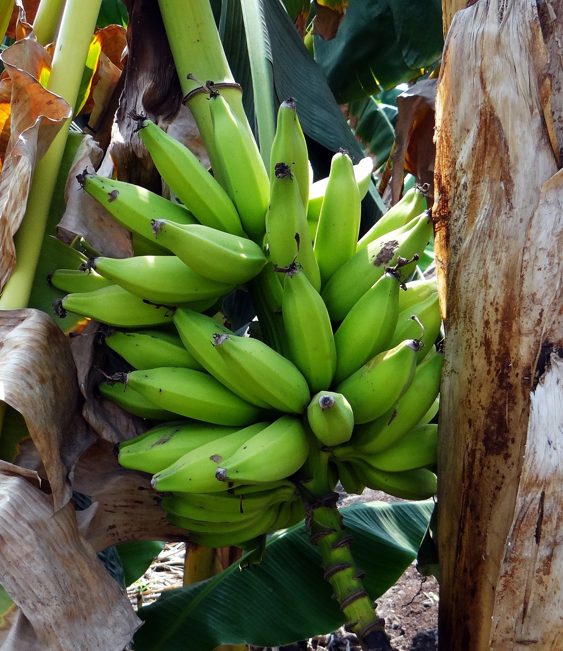 banana green plantain free photo