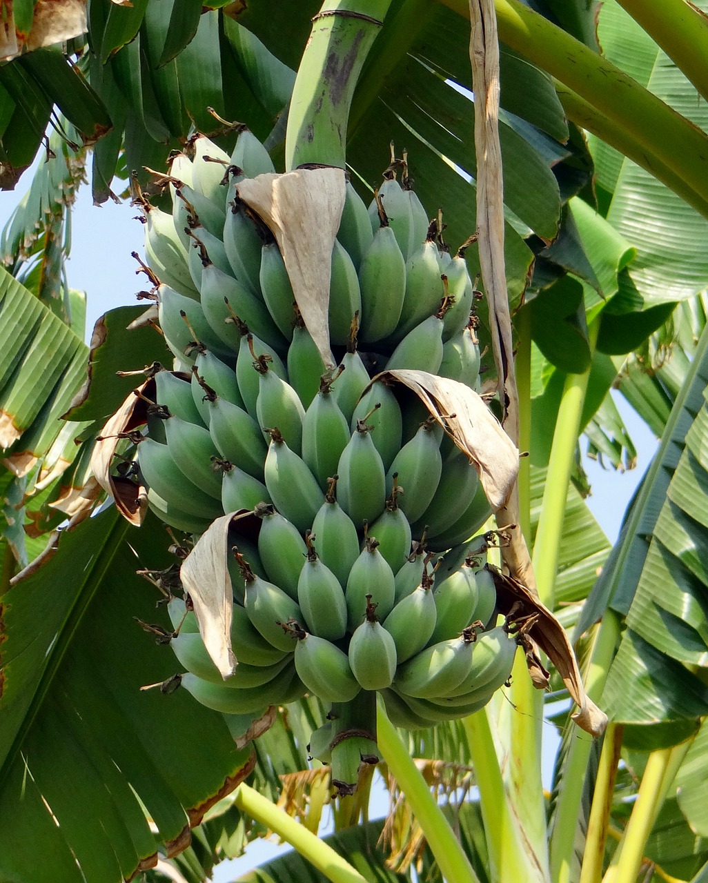 banana wild banana tropical free photo