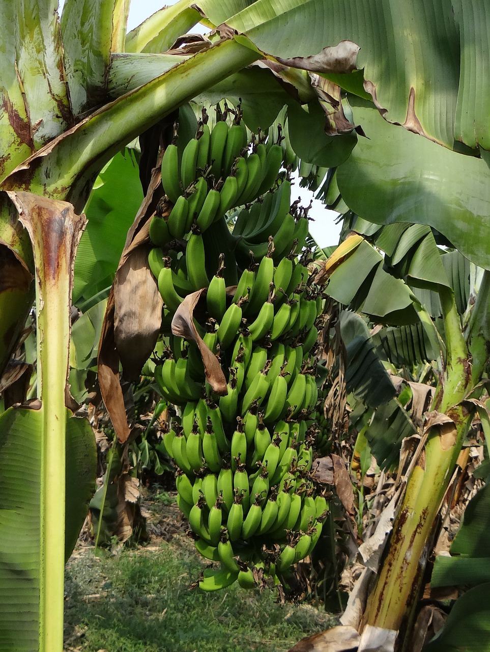 banana luxuriant bunch free photo