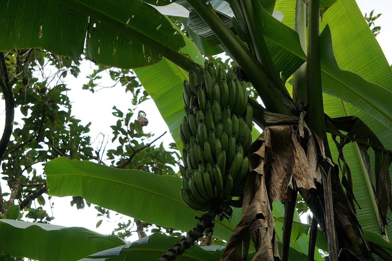 banana fruit nature free photo