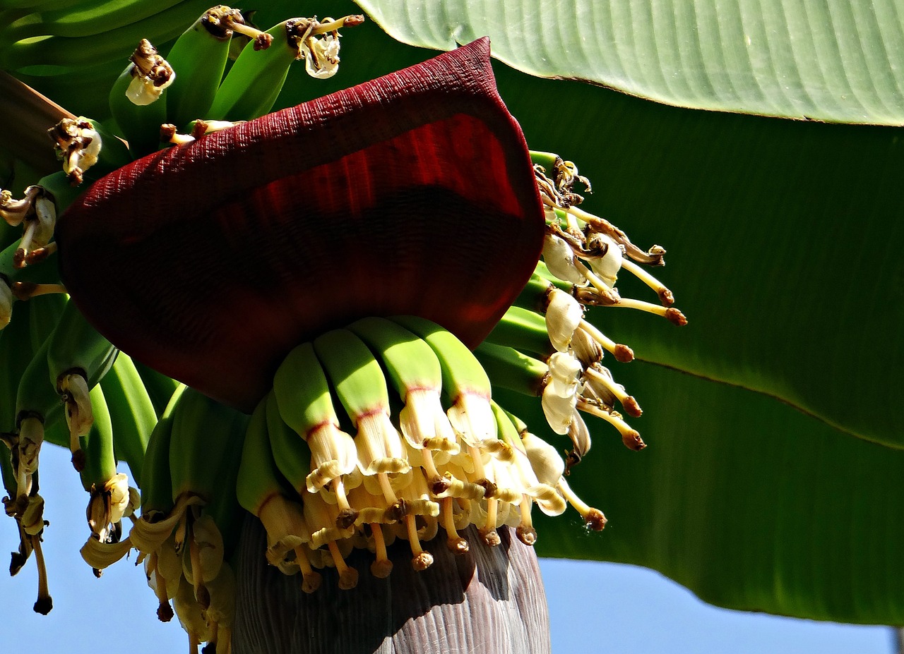 banana bunch flowers free photo