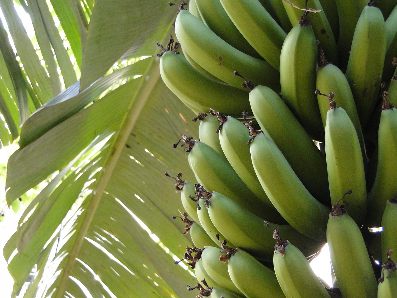 banana  plant  fruit free photo