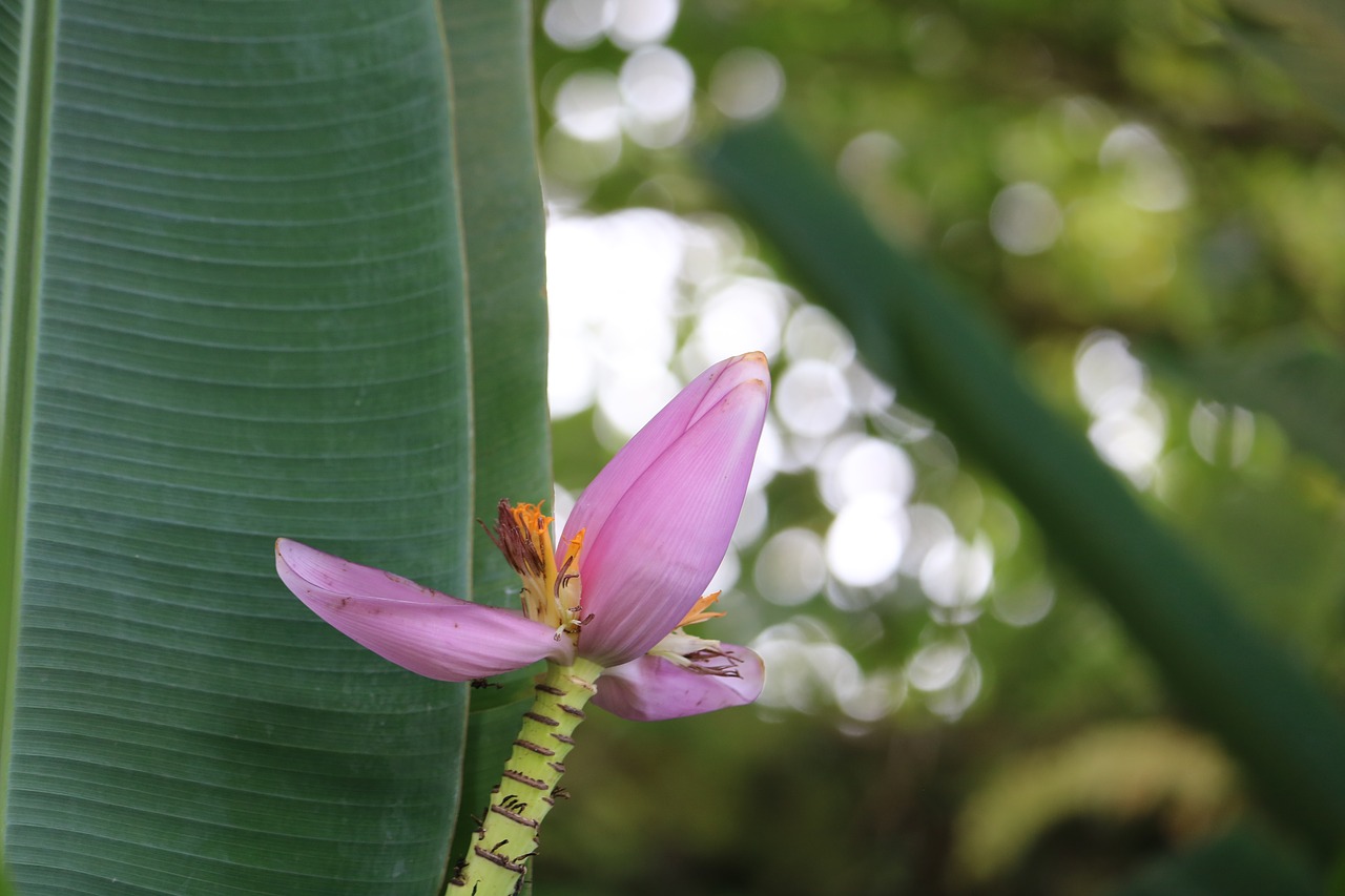 banana  flower  pink free photo