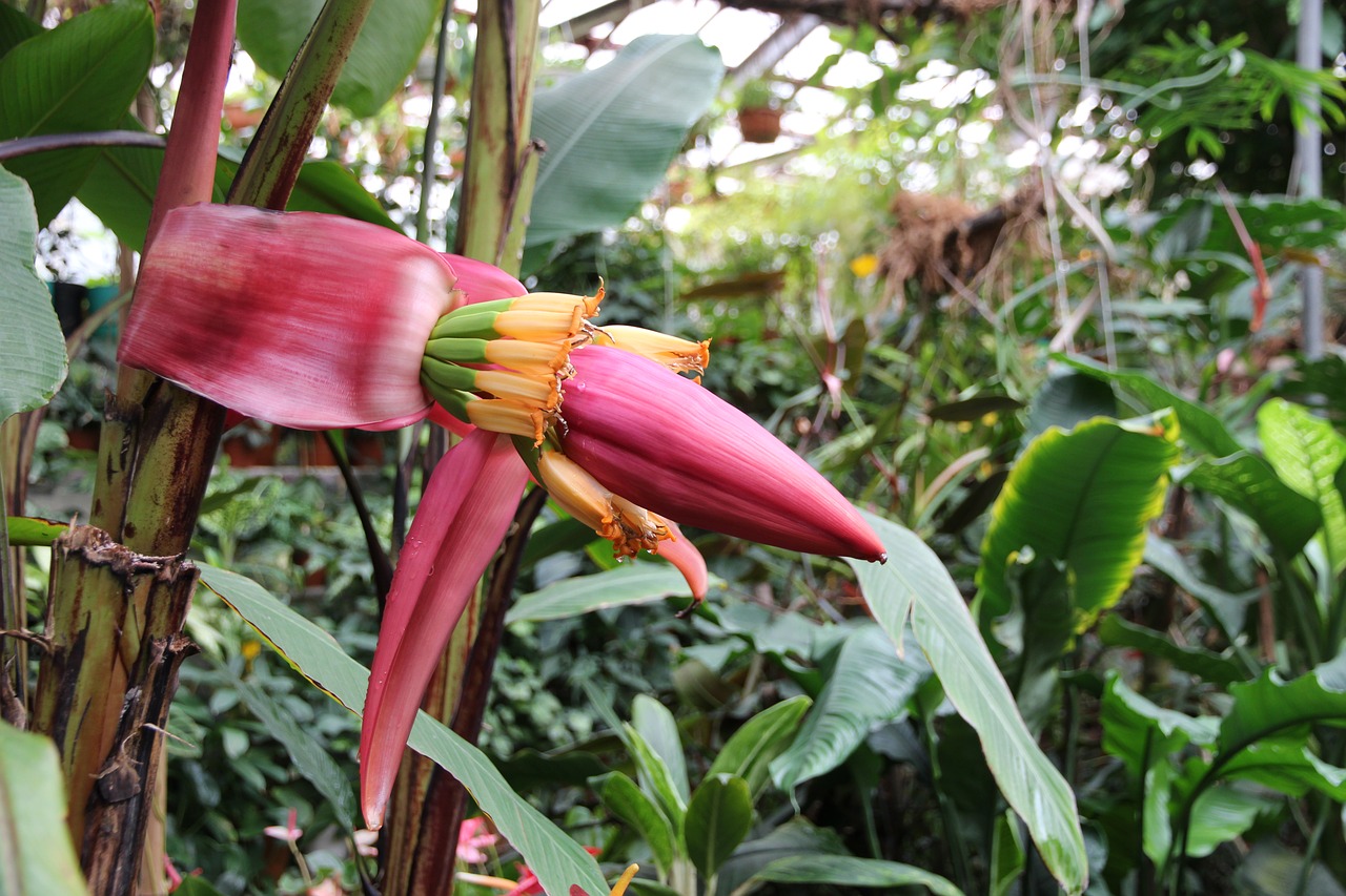 banana  flower  bloom free photo