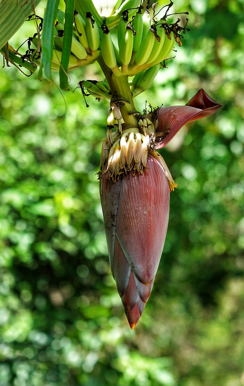 banana  tree  flower free photo