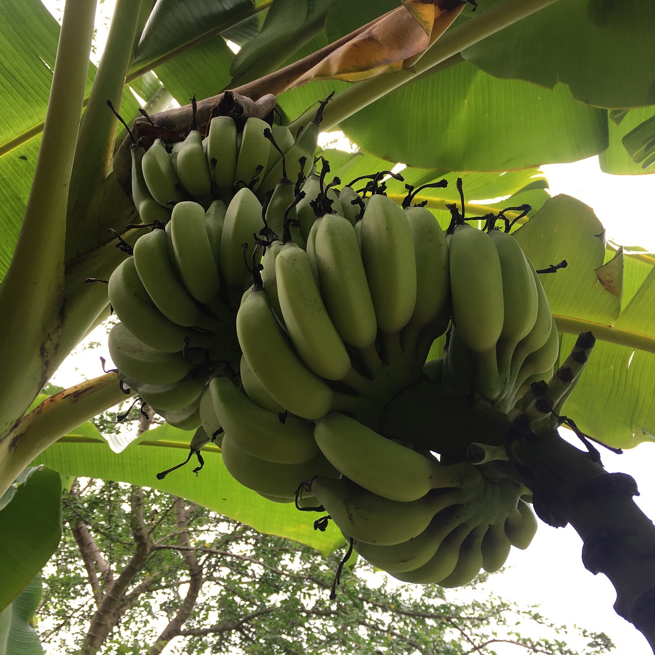 banana  tree  fruit free photo