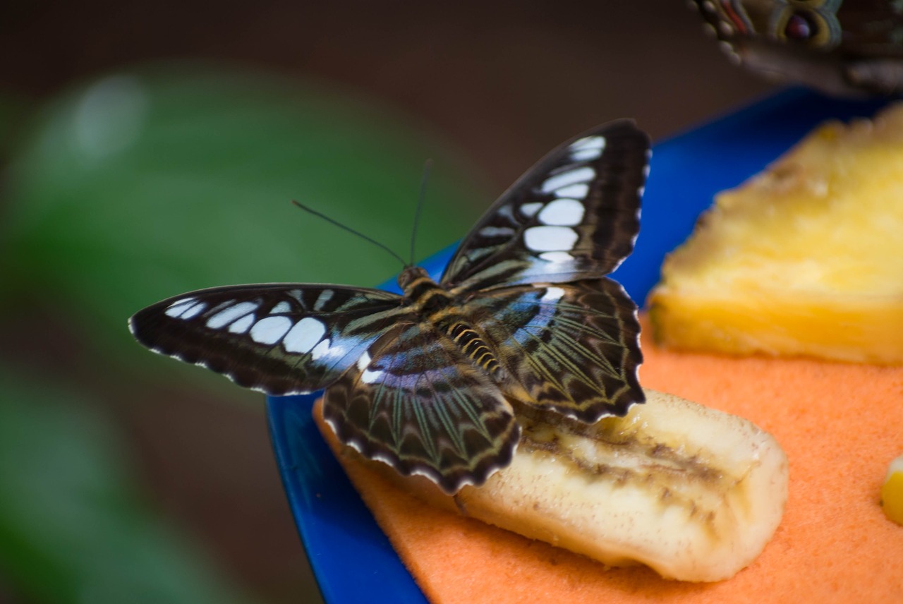 banana  butterfly  insect free photo