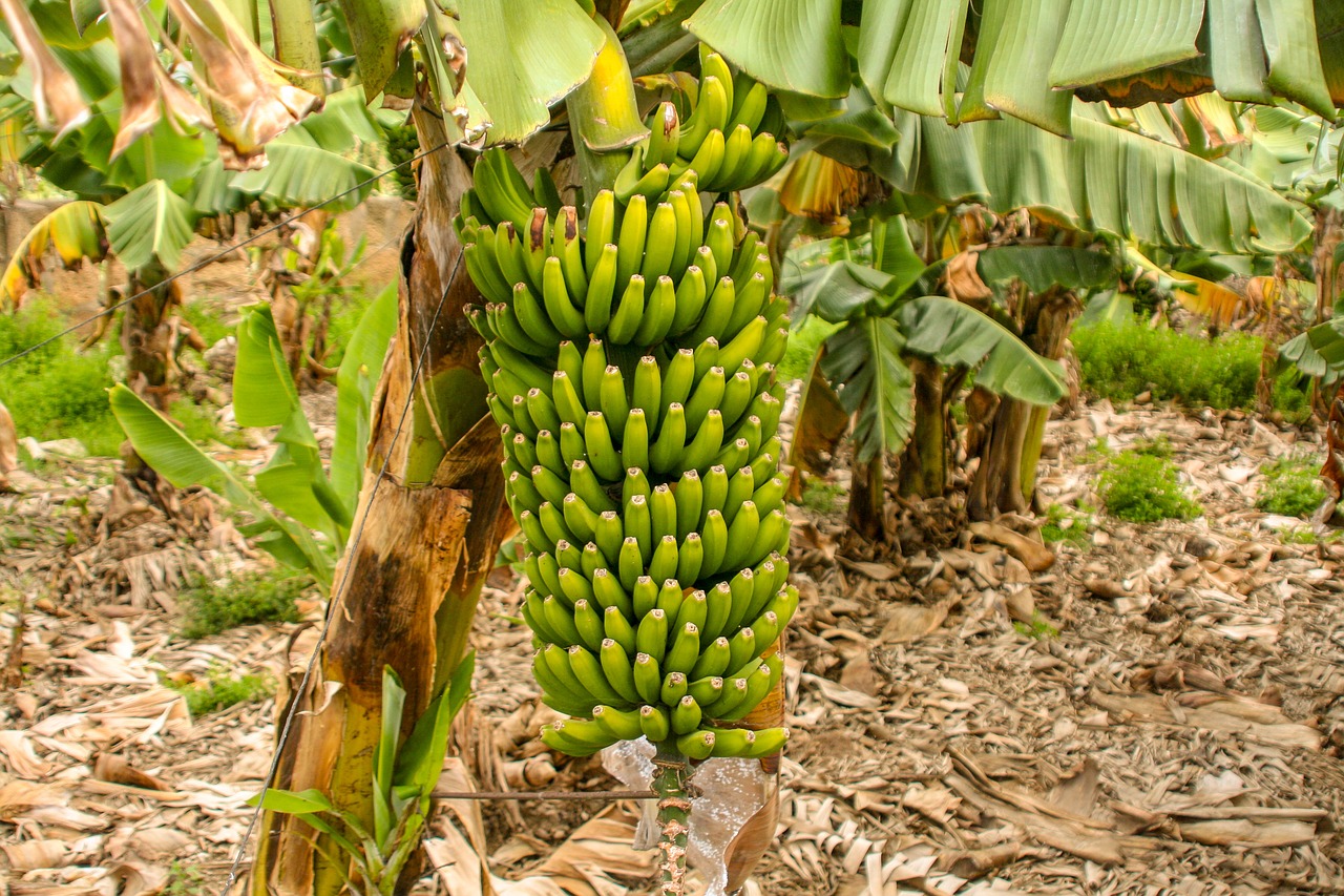 banana  fruit  food free photo