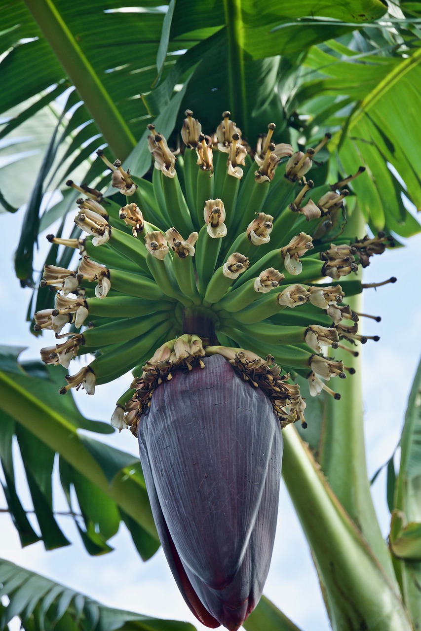 banana  fruit  tree free photo