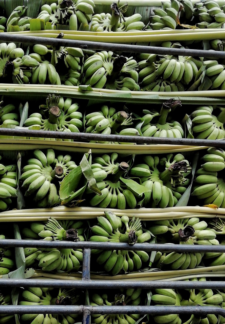 banana  fruit  array free photo