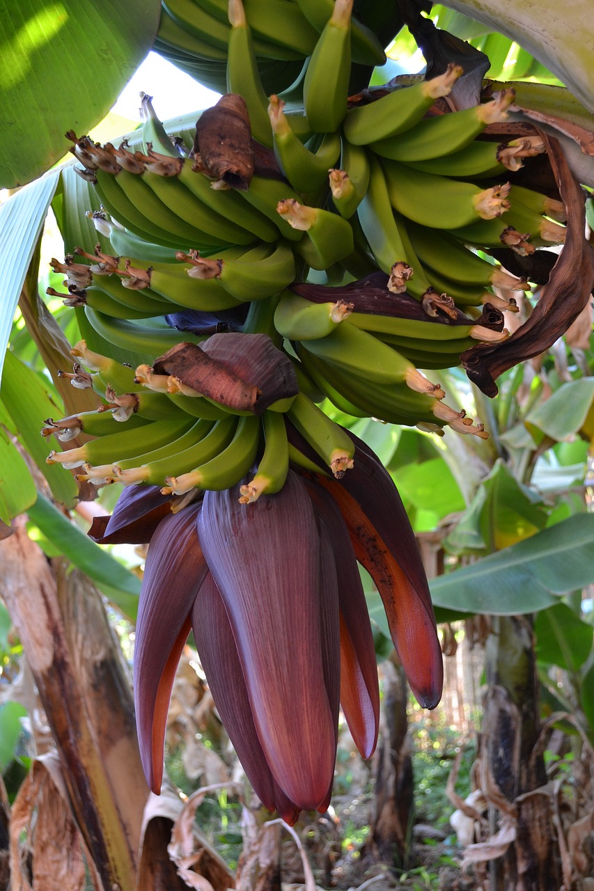 banana  flower  fruit free photo