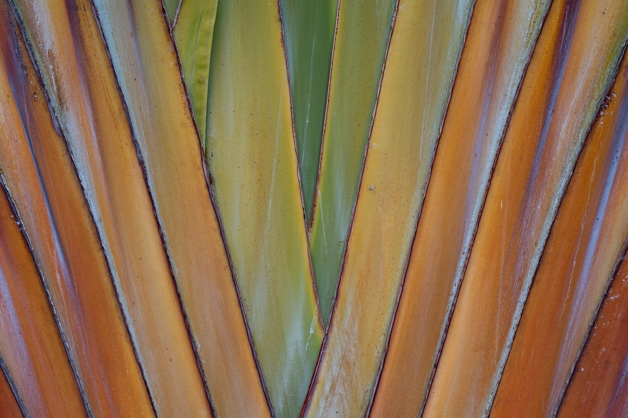 banana  structure  nature free photo