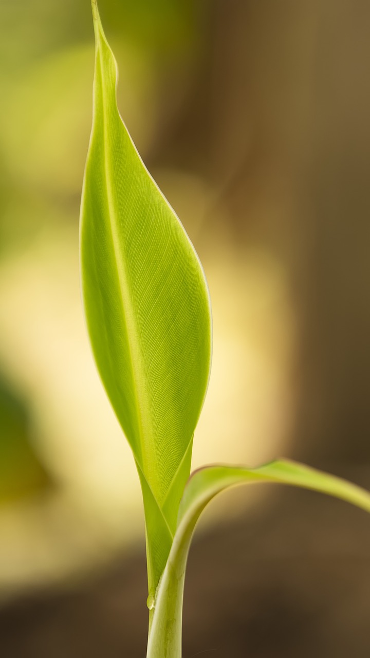 banana  leaf  green free photo