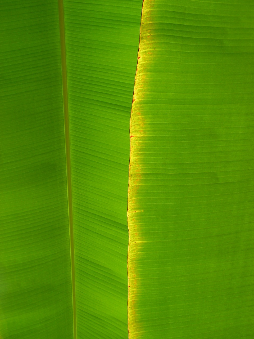 banana sheet musa free photo