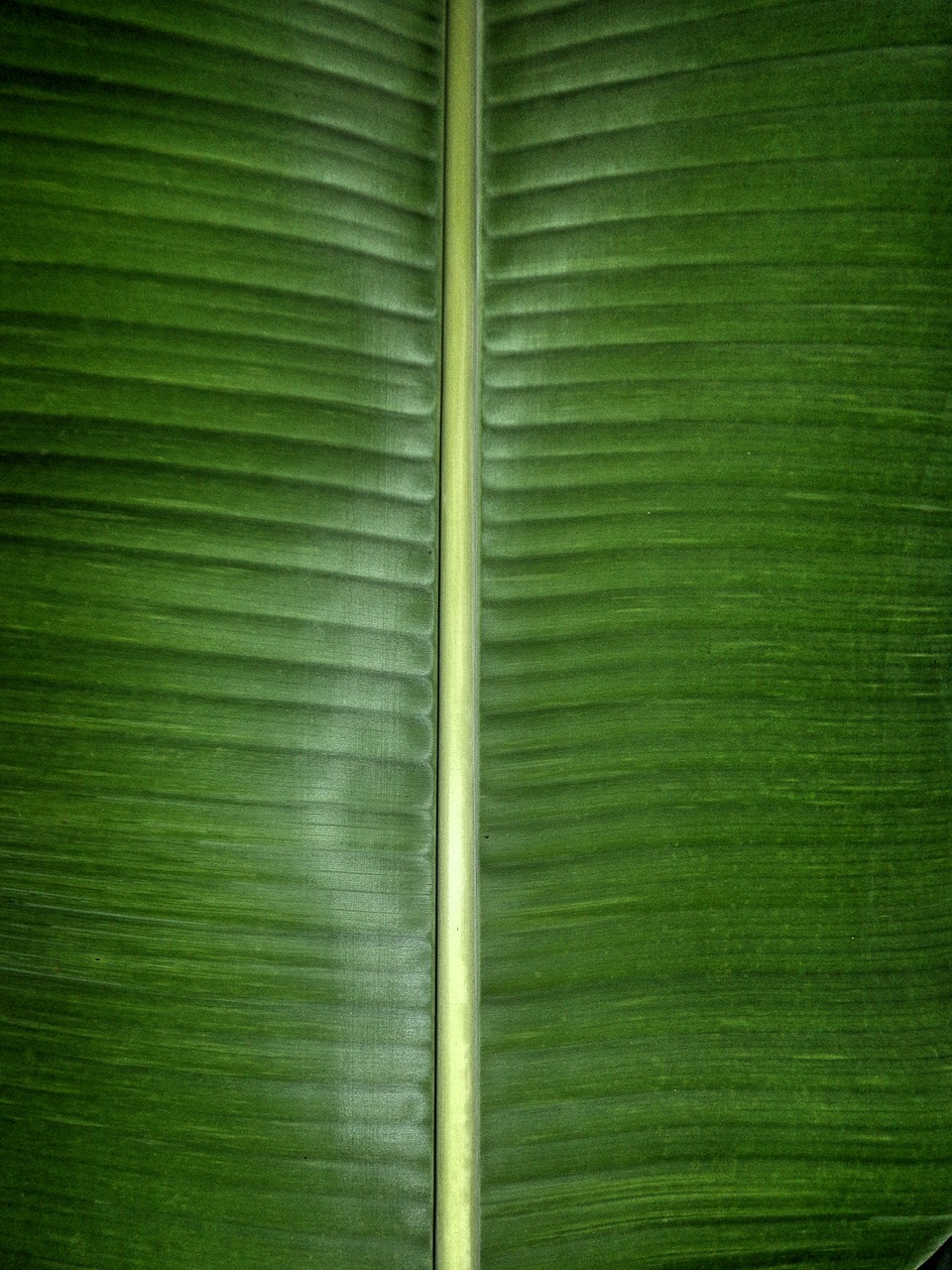 banana leaf green free photo