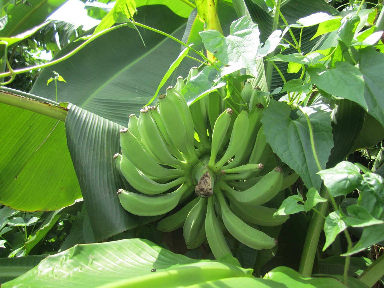 banana green leaf summer free photo