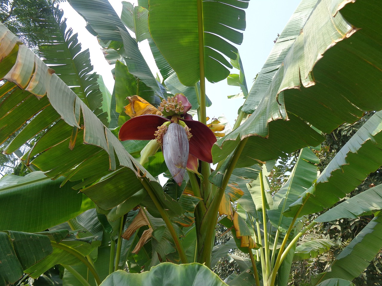 banana green fruit free photo