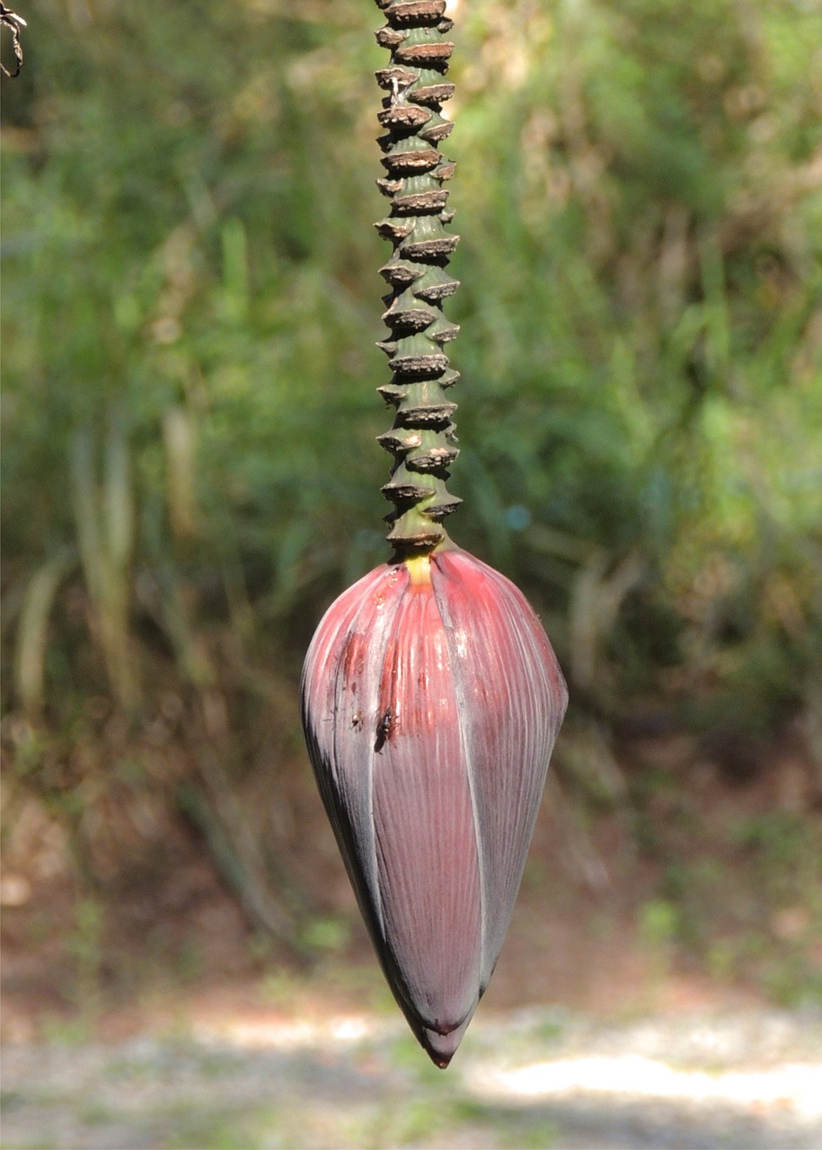 banana green plant free photo