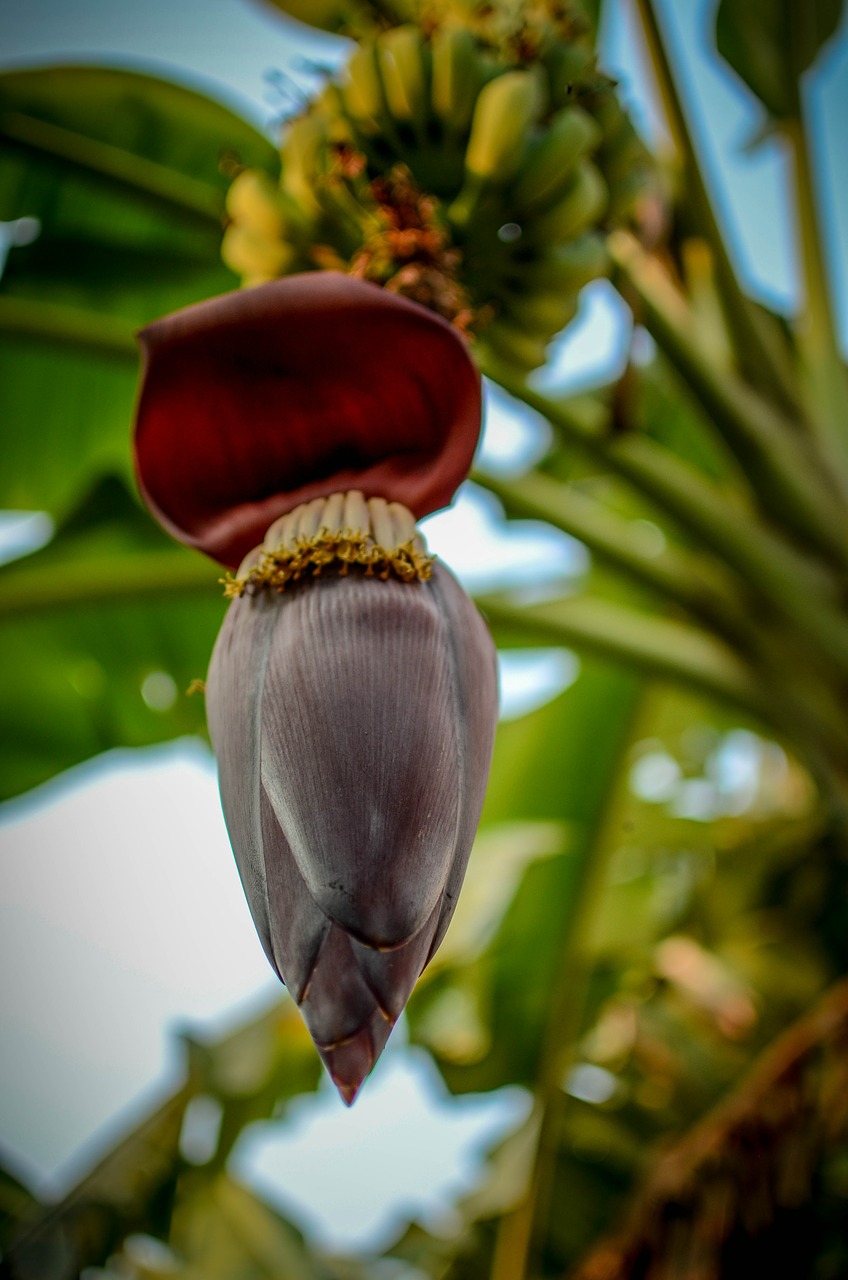 banana leaf natural free photo