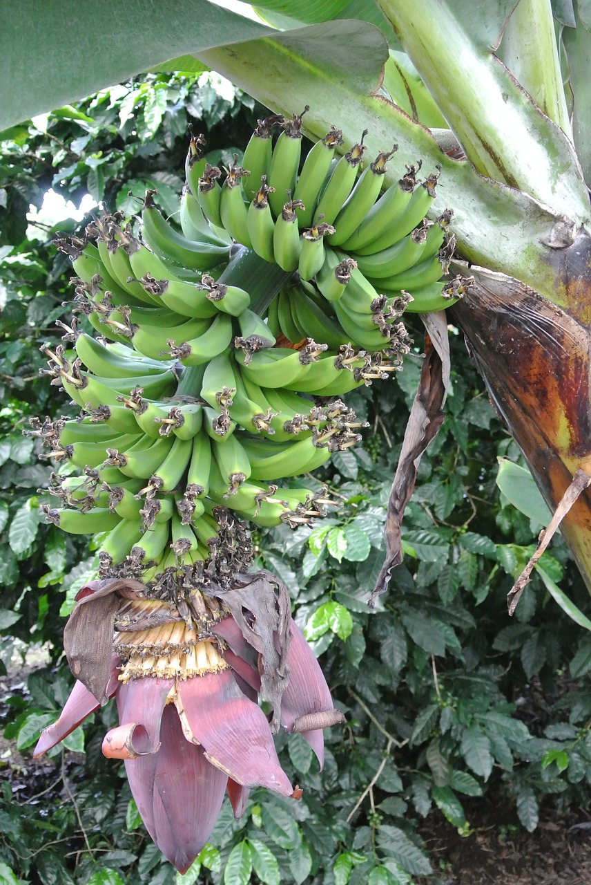 banana costa rica banana plantation free photo