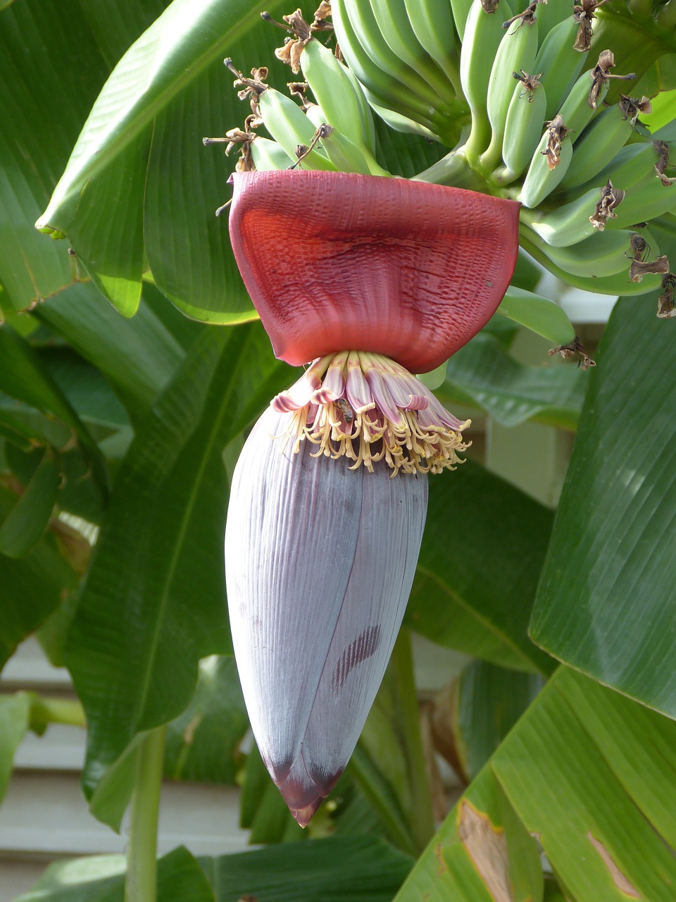 banana blossom bloom free photo