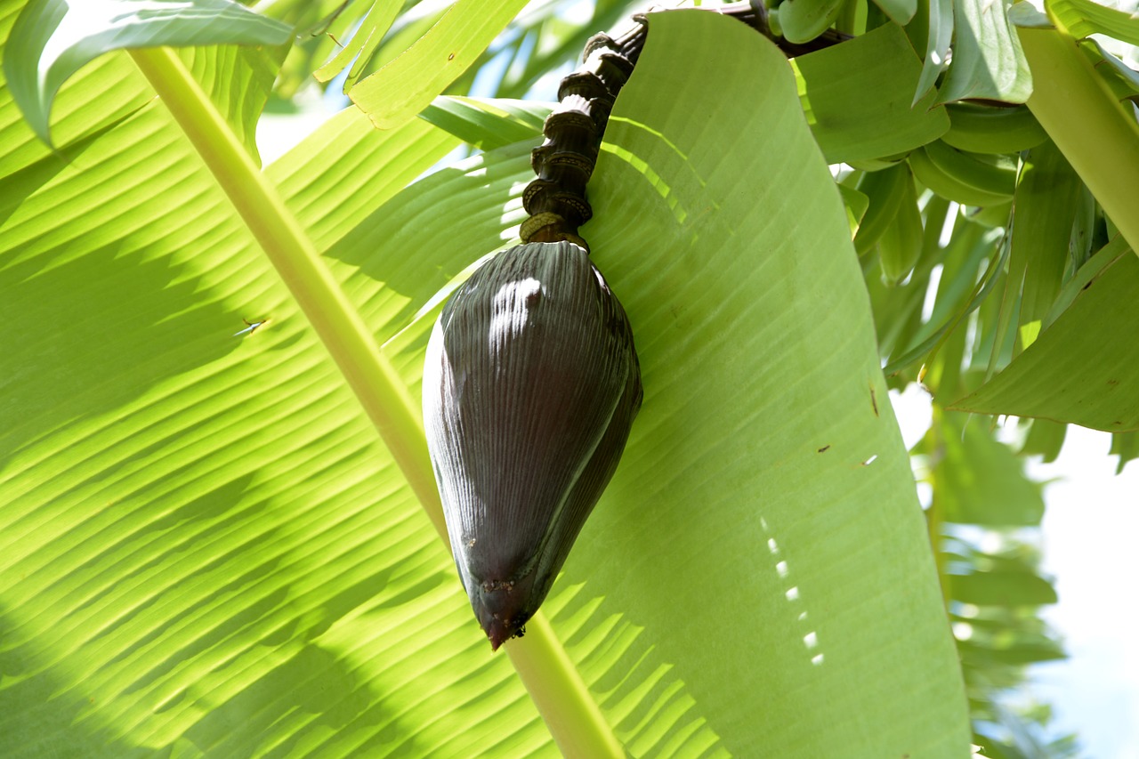 banana banana tree bunch of bananas free photo