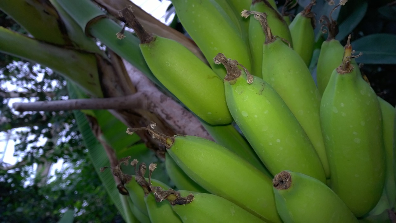 banana shrub bananas free photo