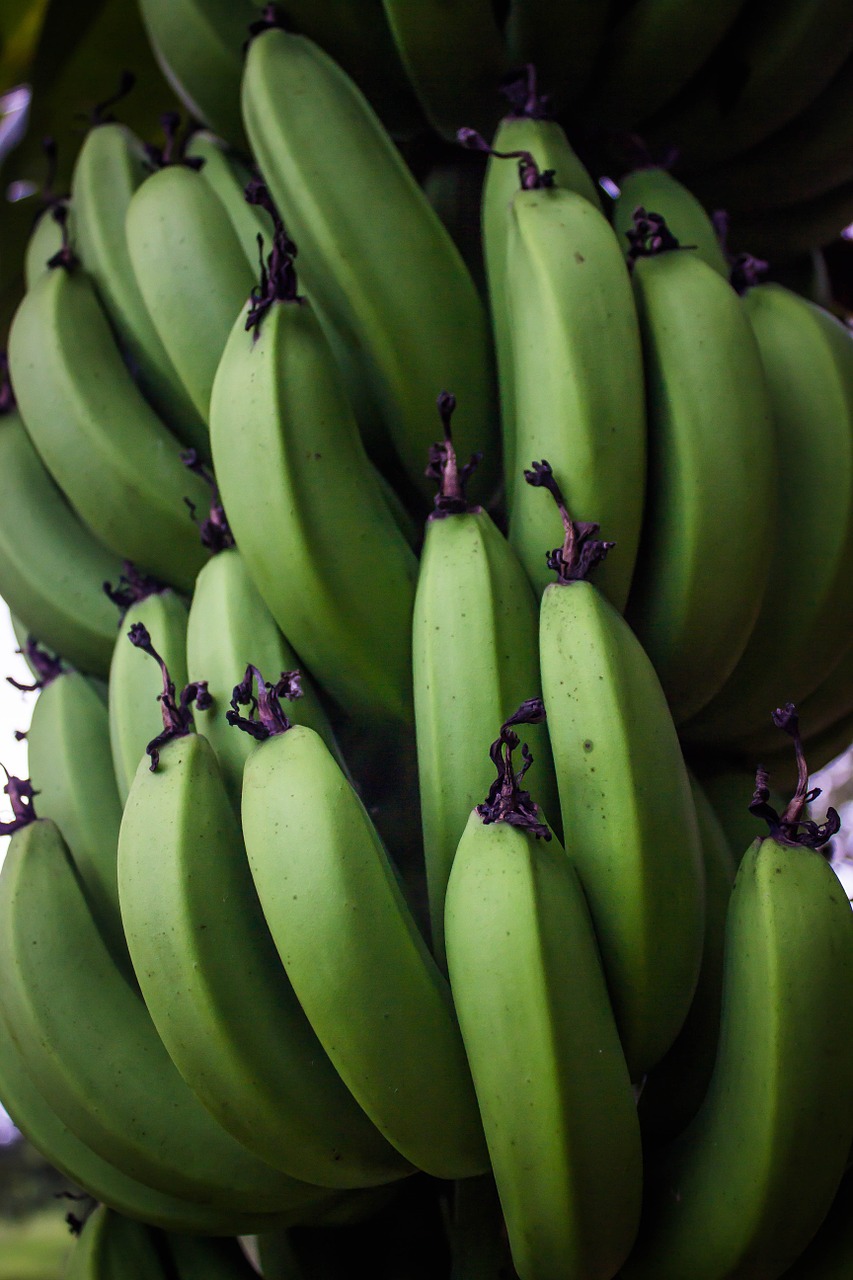banana fruit plants free photo