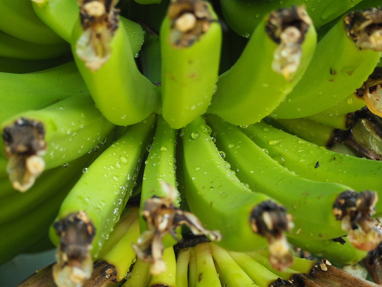 banana fruit drop of water free photo