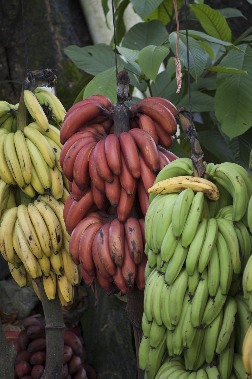 banana costa rica tropical free photo