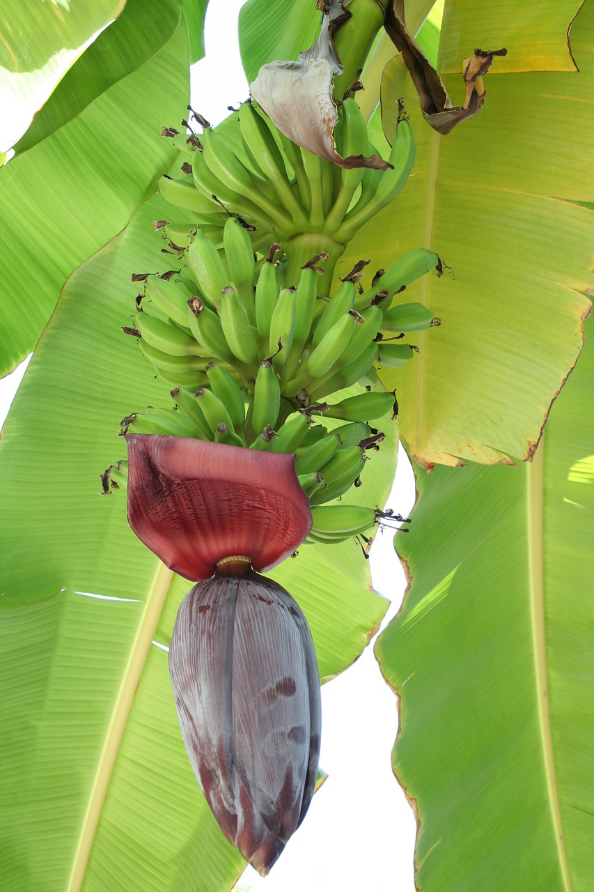 banana blooms tropics free photo