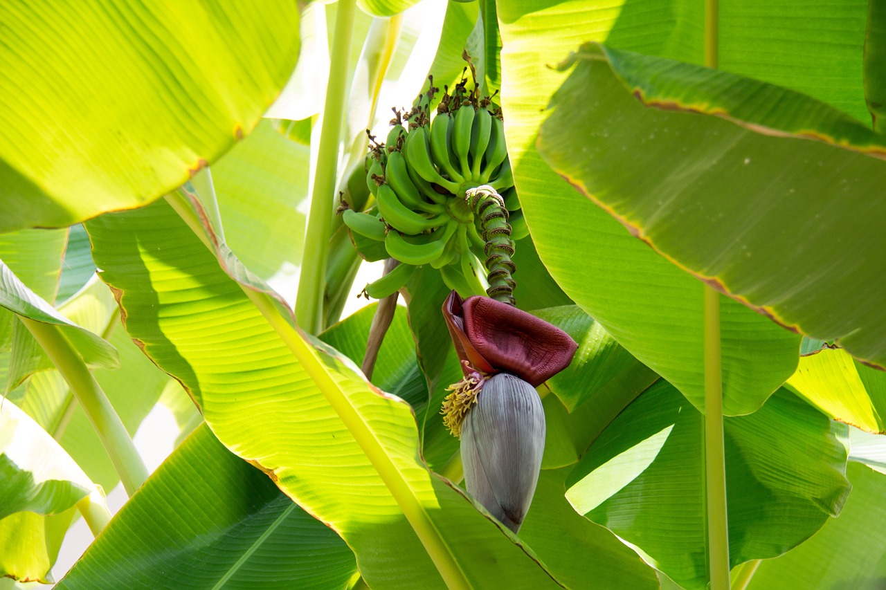 banana plant banana shrub free photo