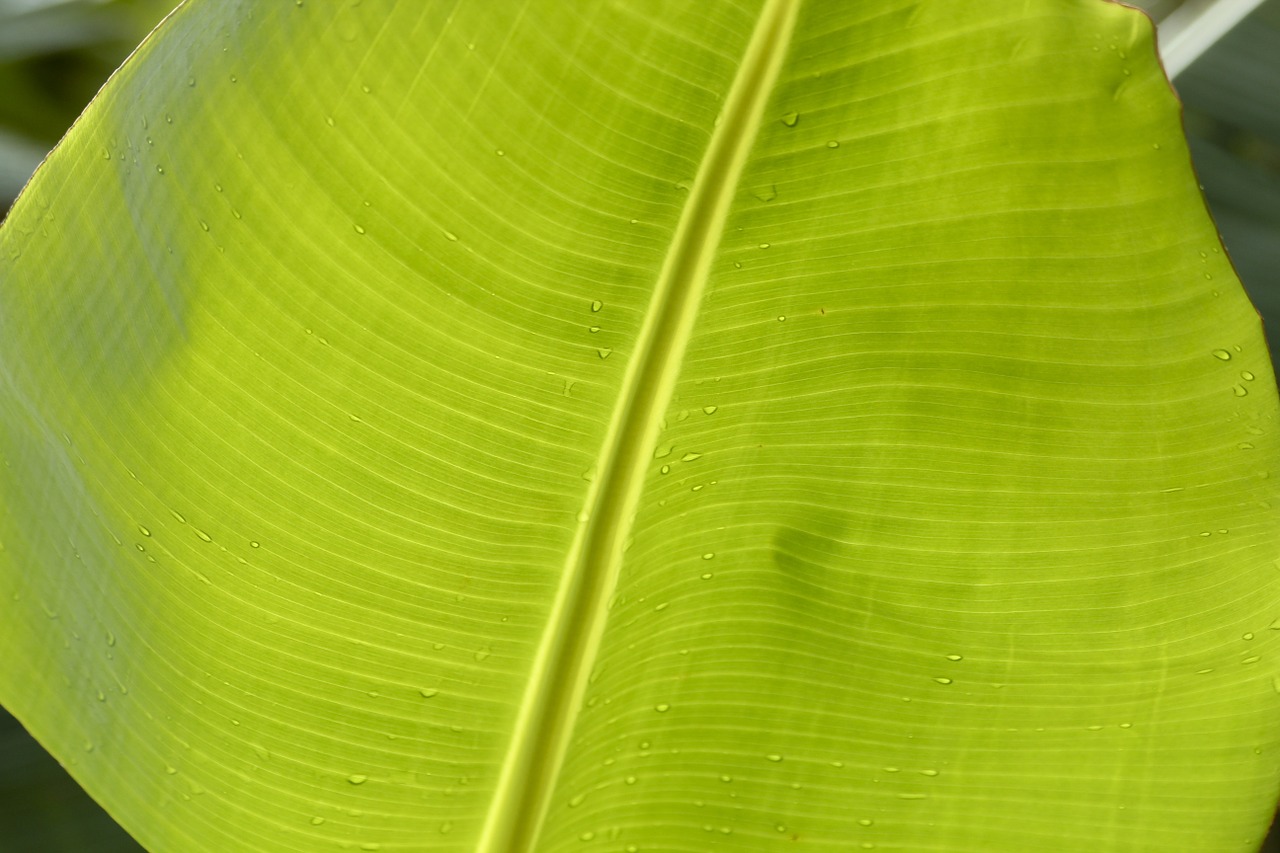 banana leaf green free photo