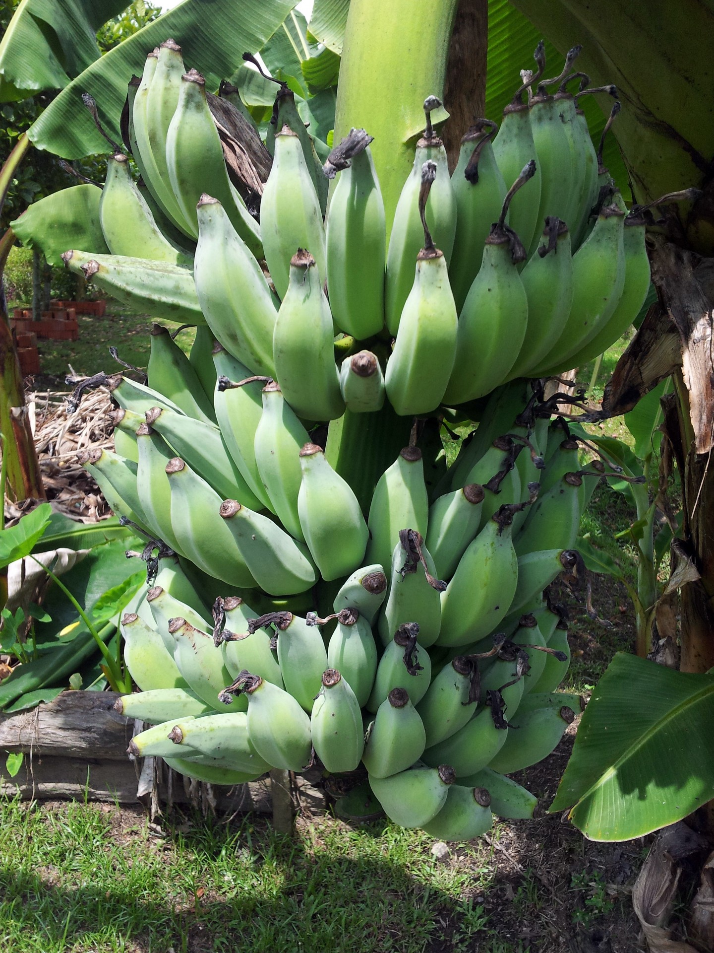 banana bundle tree free photo