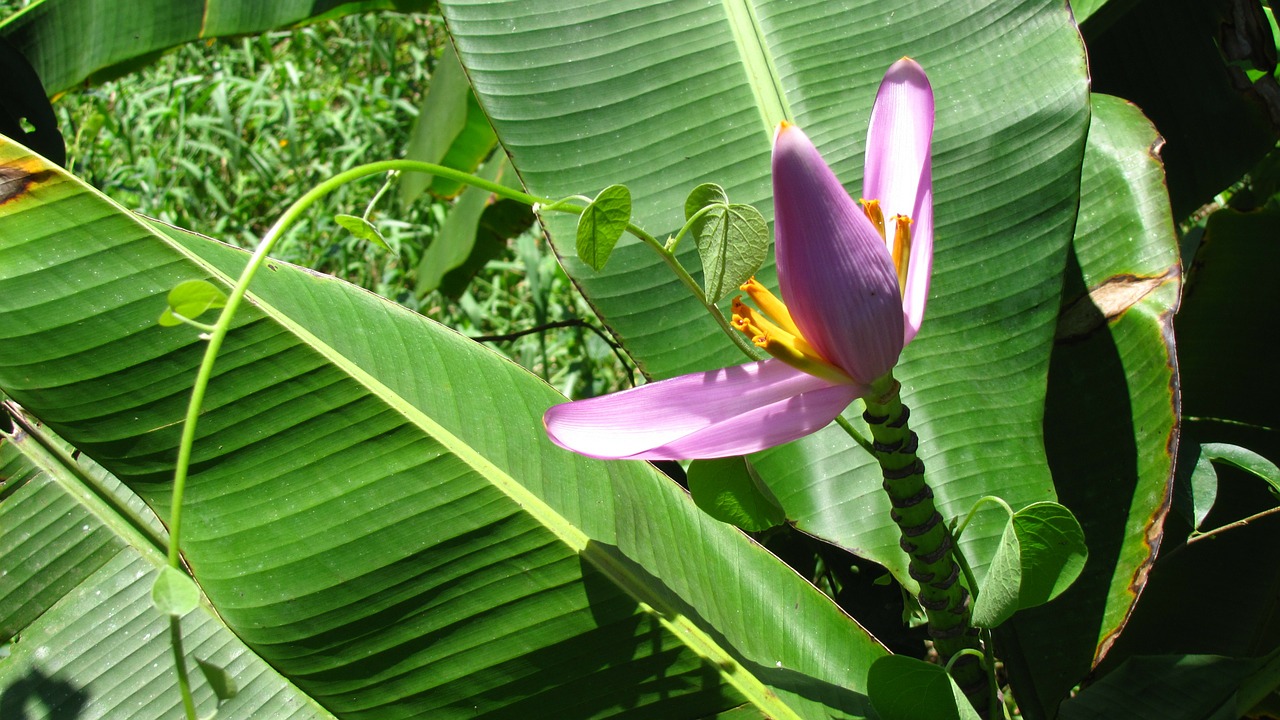 banana flower flower atlantic rainforest free photo