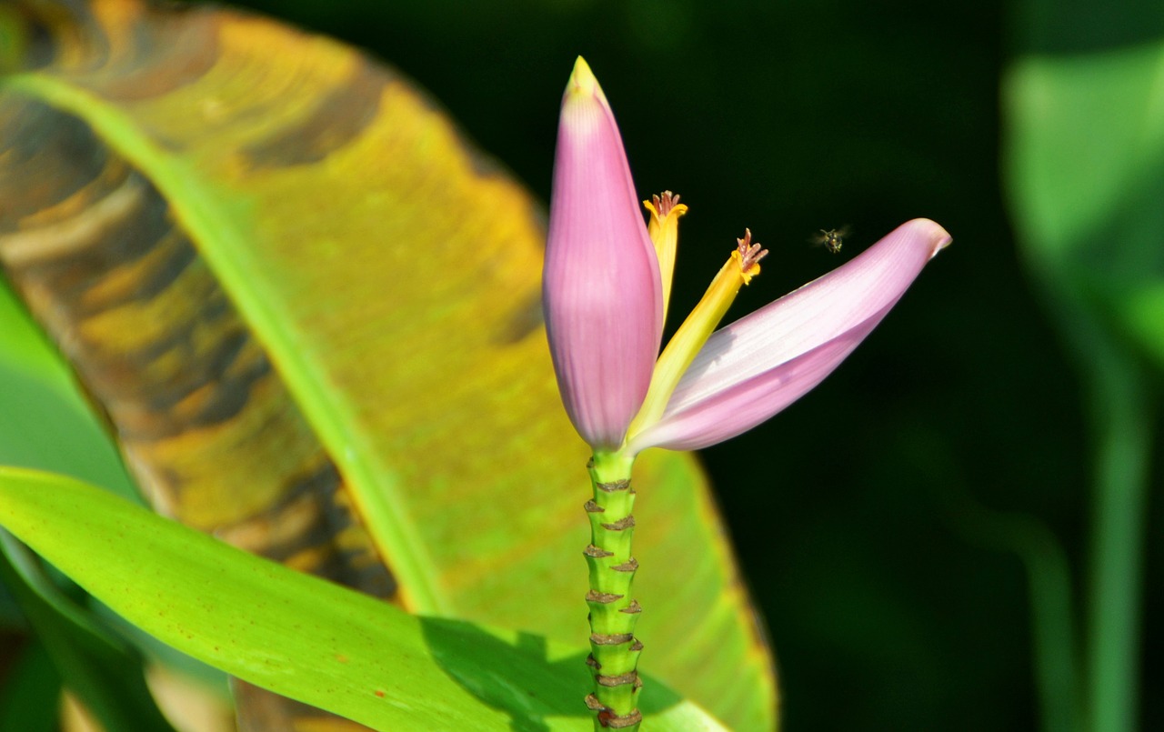 banana flower thailand shrub free photo