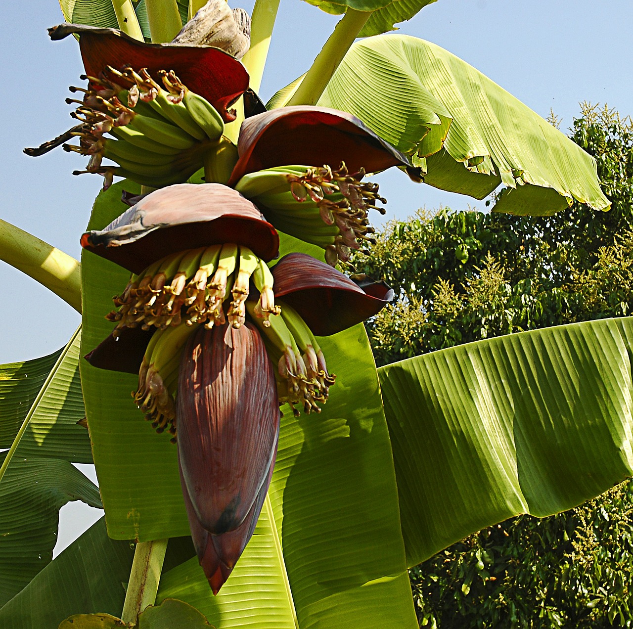 banana flower small bananas shrub free photo