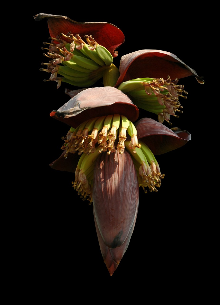 banana flower small bananas shrub free photo