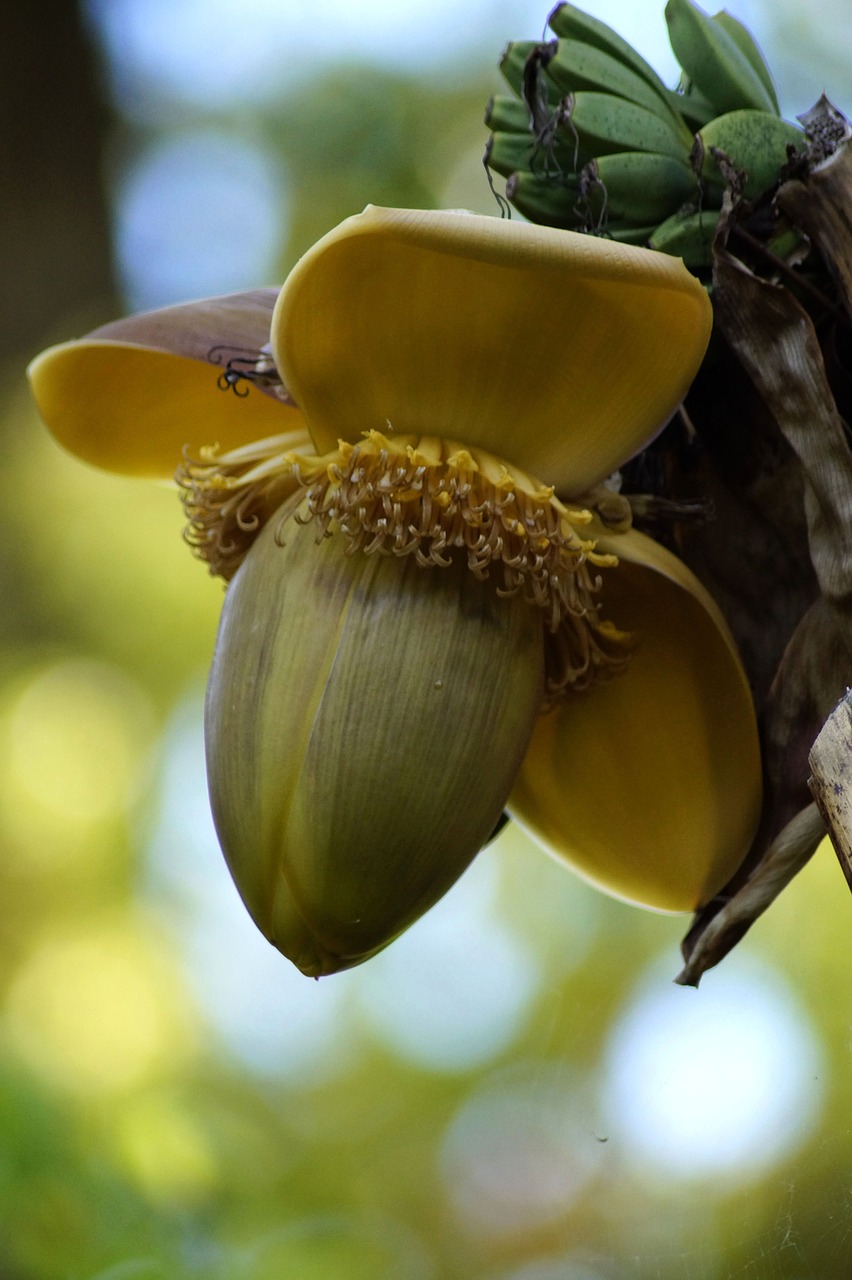 banana flower  banana  flower free photo