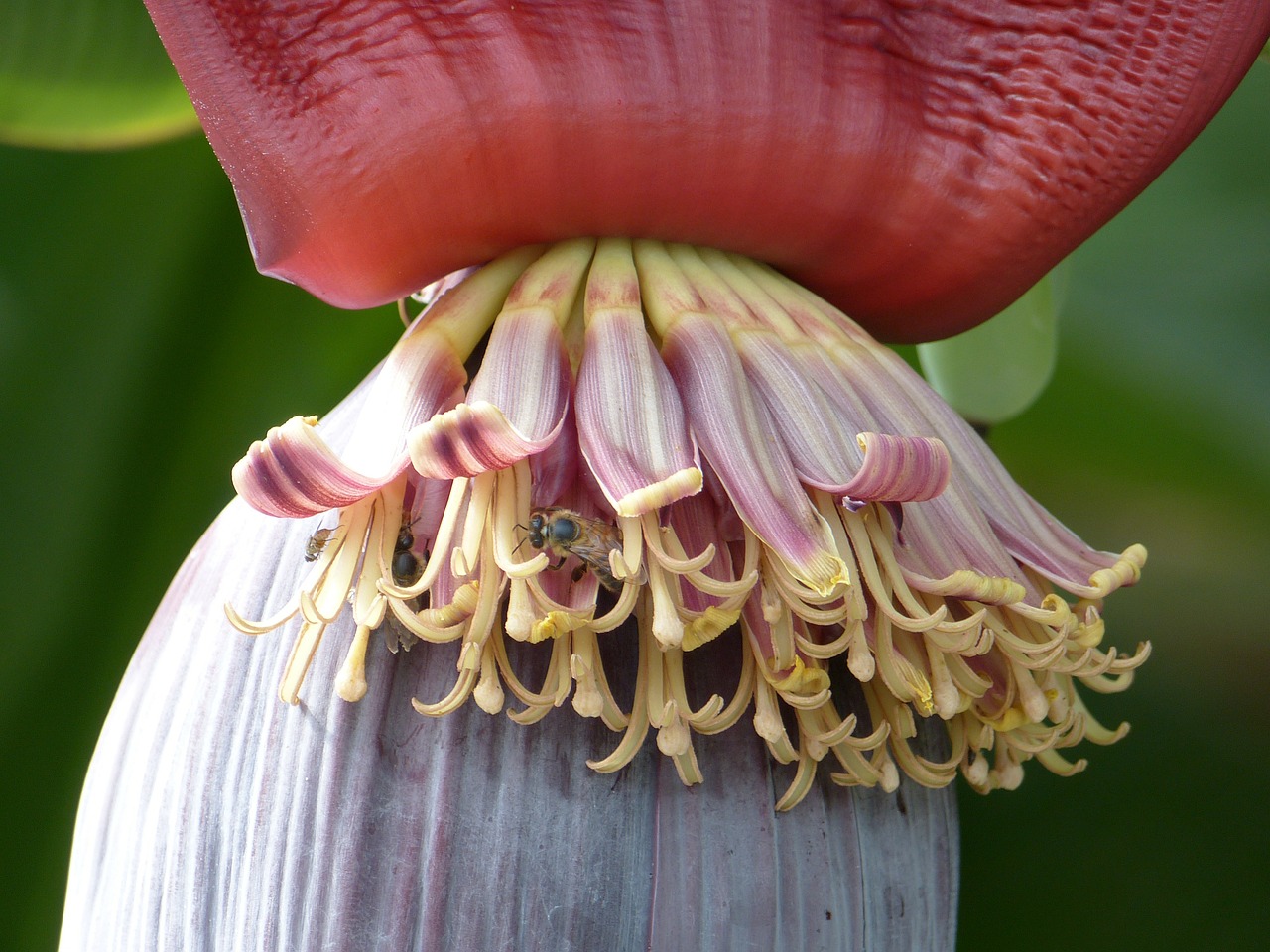 banana flower fruit green free photo