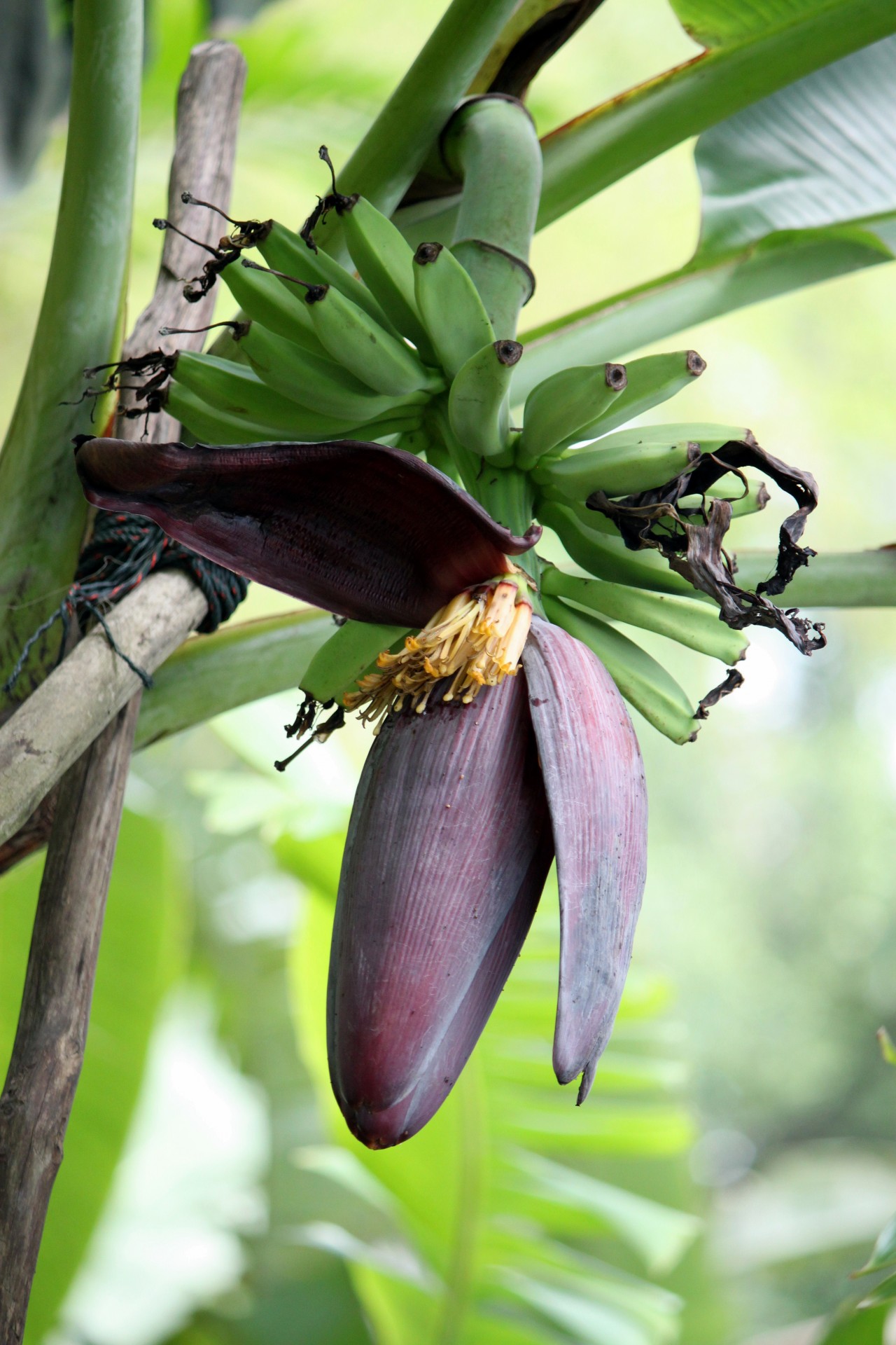 banana flower baby free photo