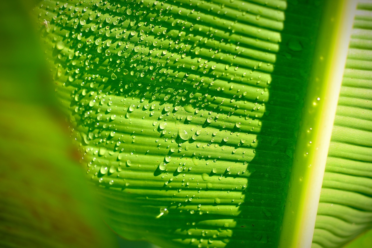 banana leaf nature leaf free photo