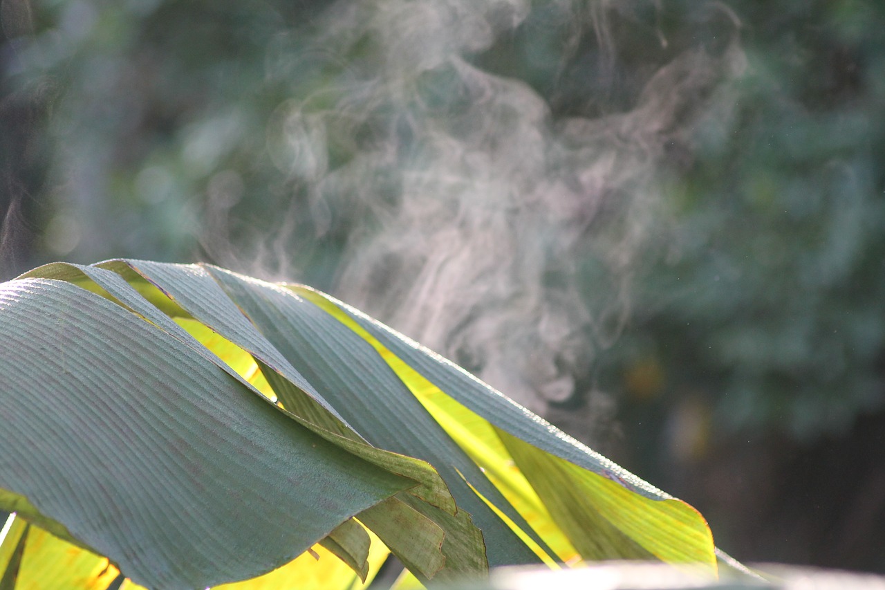 banana leaf serene banana tree free photo