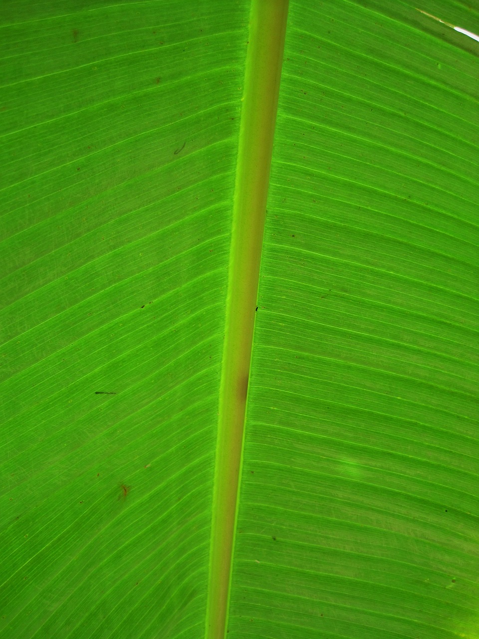 banana leaf leaf banana free photo