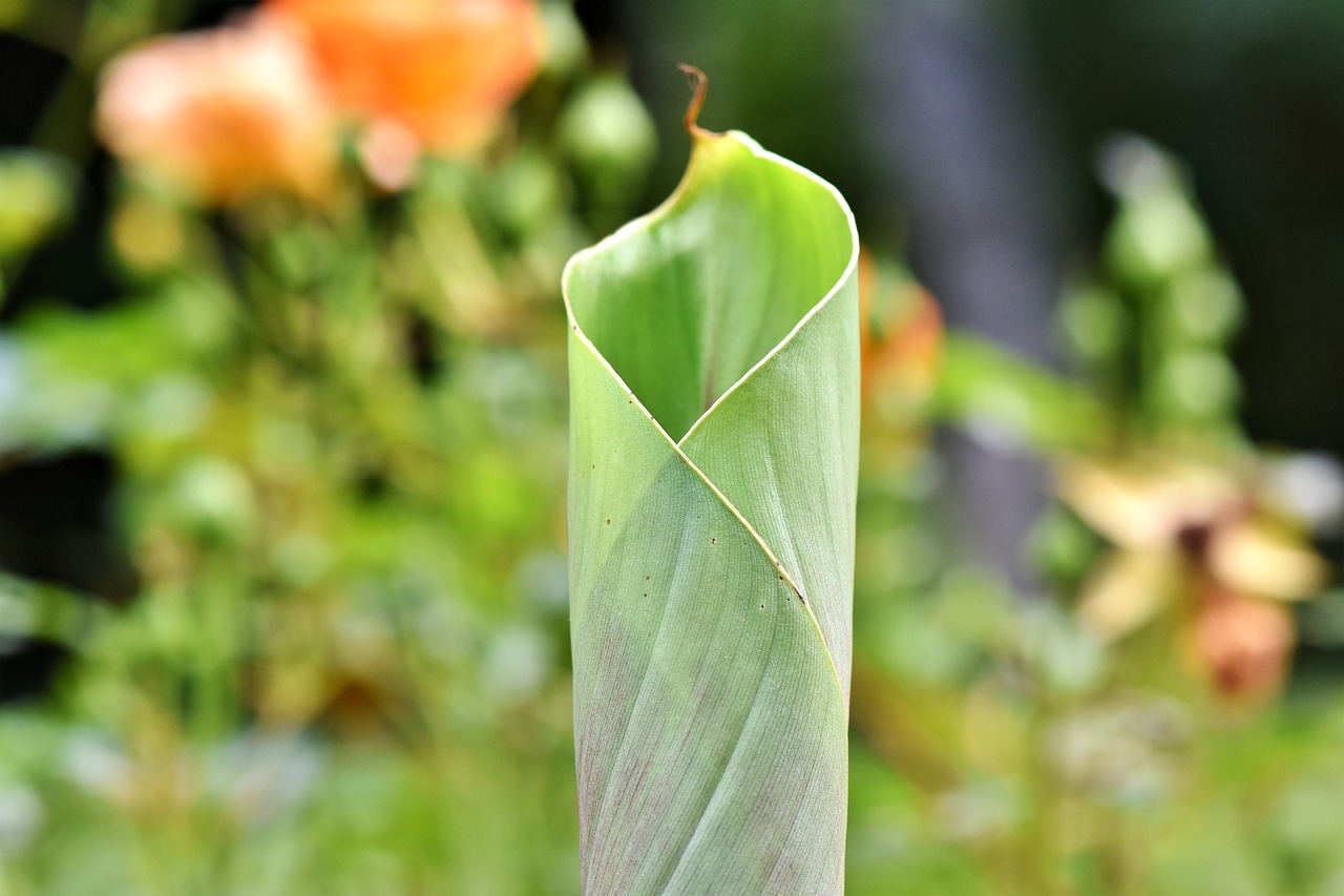 banana leaf  leaf  rolled free photo