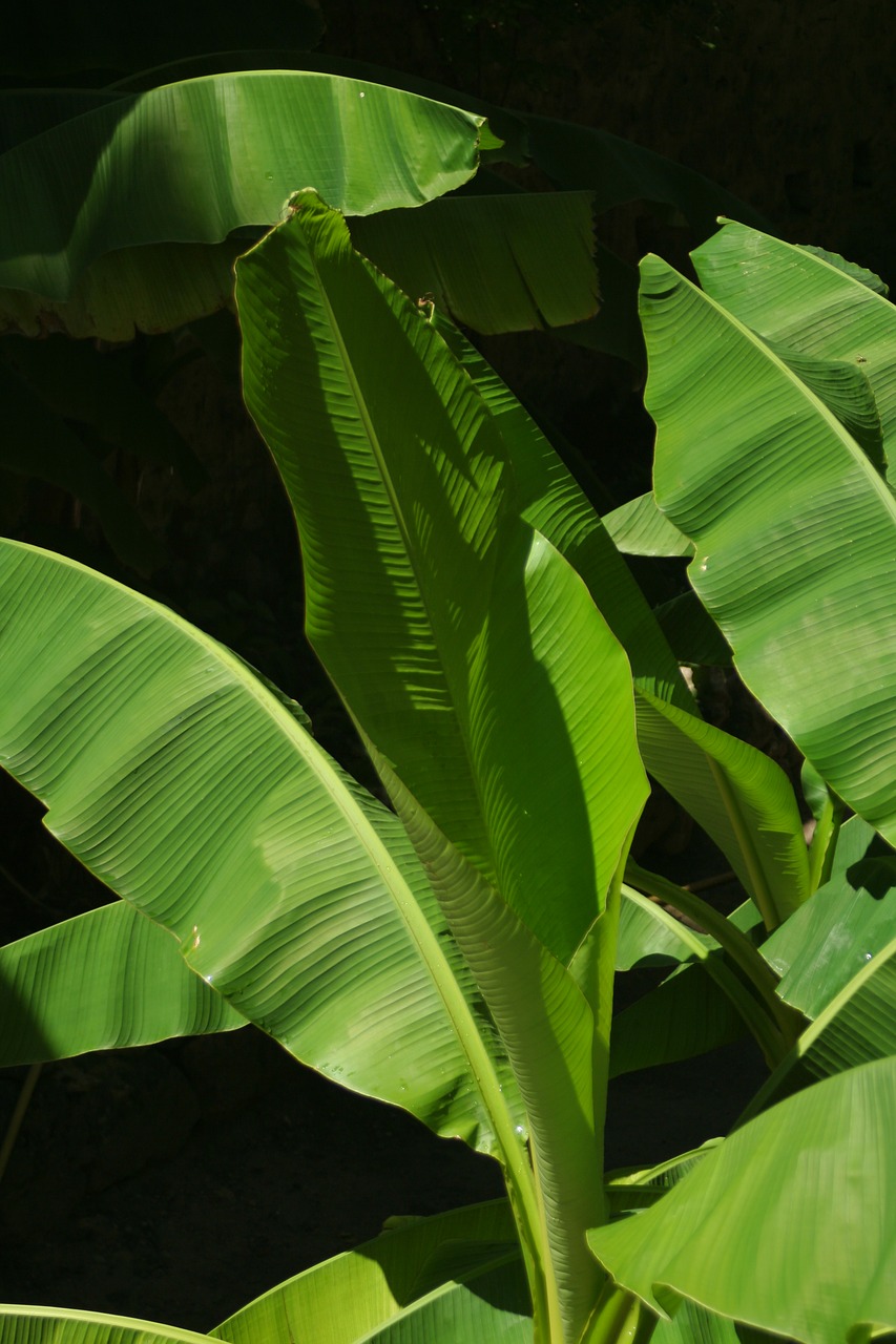 banana leaf  tropics  plants free photo