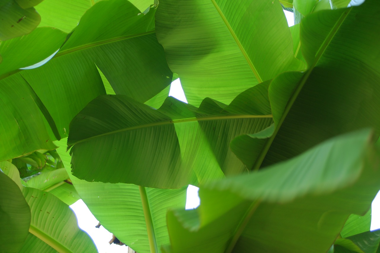banana leaf  plants  tropics free photo