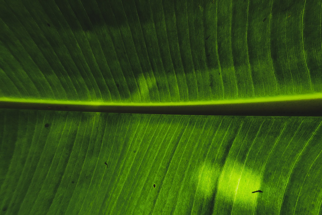 banana leaf  leaf  green free photo