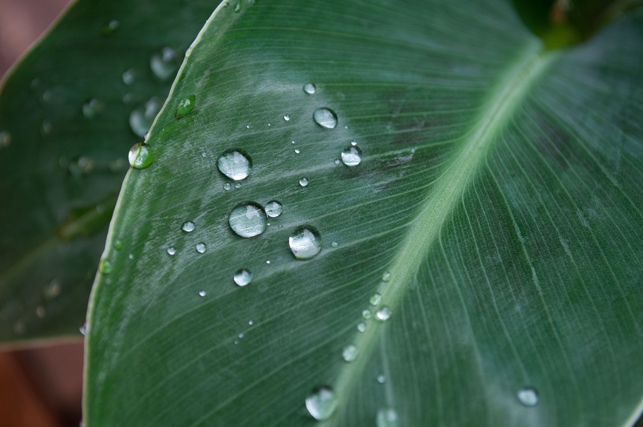 banana leaf  drop of water  plant free photo